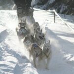 Schumacher1